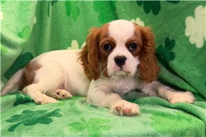 Chien - Cavalier King Charles Spaniel for sale
