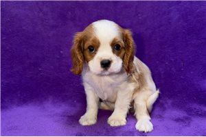 Wanda - Cavalier King Charles Spaniel for sale