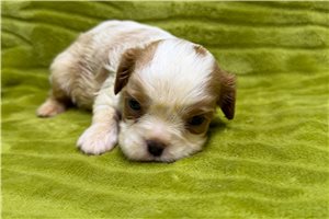 Wade - Cavalier King Charles Spaniel for sale