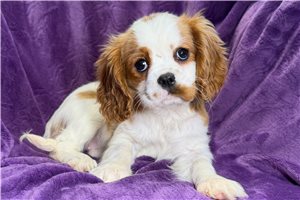 Charlene - Cavalier King Charles Spaniel for sale