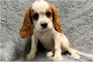 Xander - Cavalier King Charles Spaniel for sale