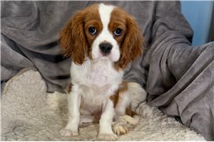 Declan - Cavalier King Charles Spaniel for sale