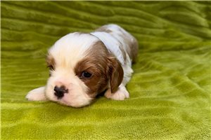 Wagner - puppy for sale