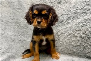 Amos - Cavalier King Charles Spaniel for sale