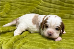 Xander - Cavalier King Charles Spaniel for sale