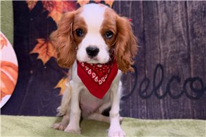Wagner - Cavalier King Charles Spaniel for sale