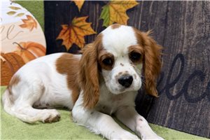 Xavier - Cavalier King Charles Spaniel for sale