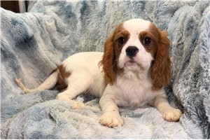 Chien - Cavalier King Charles Spaniel for sale