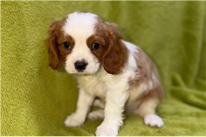 Wagner - Cavalier King Charles Spaniel for sale
