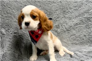 Xavier - Cavalier King Charles Spaniel for sale