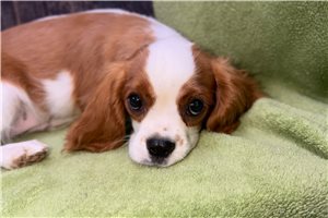 Adam - Cavalier King Charles Spaniel for sale