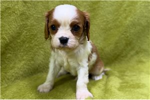 Adam - puppy for sale