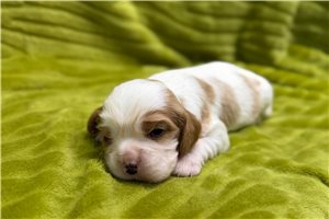 Xavier - Cavalier King Charles Spaniel for sale