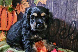 Jazz - Cockalier for sale