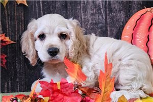 Jemima - Cocker Spaniel for sale