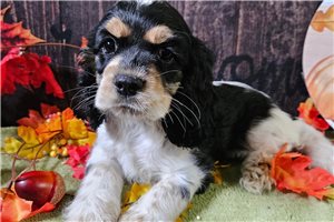 Jenna - Cockalier for sale