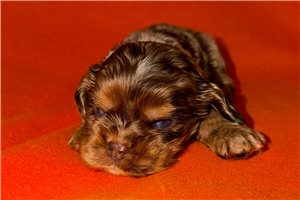 Sylo - Cocker Spaniel for sale