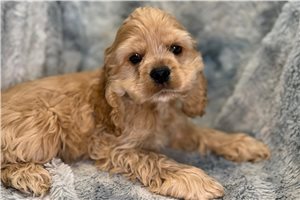 Dodge - Cocker Spaniel for sale