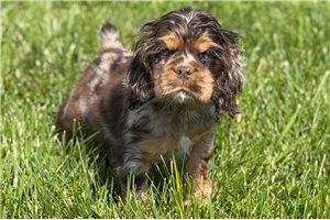 Smokey - Cocker Spaniel for sale