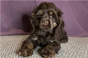 Nica - puppy for sale