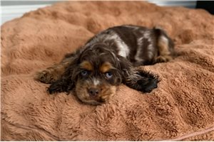 Smokey - Cocker Spaniel for sale