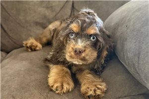 Smokey - Cocker Spaniel for sale