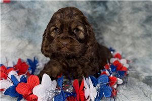 Jocelyn - puppy for sale