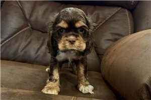 Sonny - Cocker Spaniel for sale