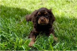 Sampson - Cocker Spaniel for sale