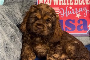 Jocelyn - Cocker Spaniel for sale