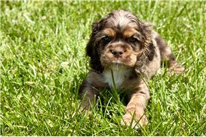 Sailor - Cocker Spaniel for sale