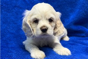 Basil - puppy for sale