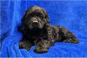 Bartholomew - Cocker Spaniel for sale