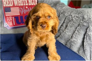 Jenna - Cocker Spaniel for sale