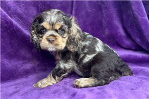 Mira - puppy for sale