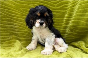 Douglas - Cocker Spaniel for sale