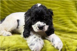 Derek - Cocker Spaniel for sale