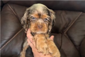 Smokey - Cocker Spaniel for sale