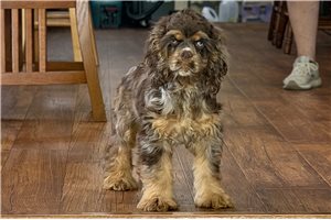 Sylo - Cocker Spaniel for sale