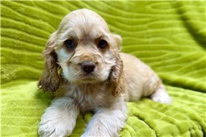 Jasper - Cocker Spaniel for sale