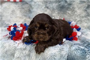 Jasmine - puppy for sale