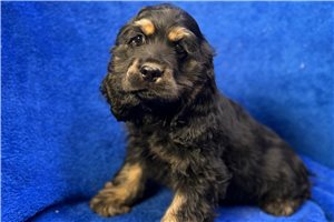 Billy - puppy for sale