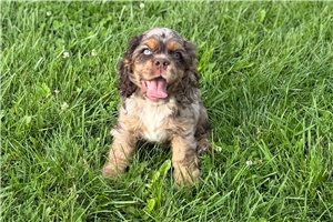 Sylo - Cocker Spaniel for sale