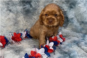 Jenna - Cocker Spaniel for sale