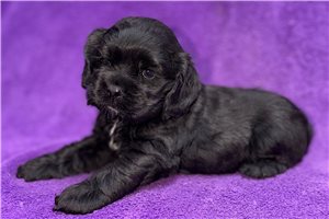 Etta - Cocker Spaniel for sale