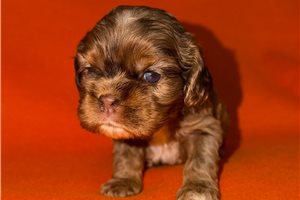 Smokey - puppy for sale