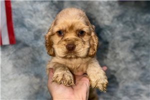 Jasper - puppy for sale