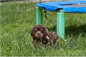 Sylo - Cocker Spaniel for sale