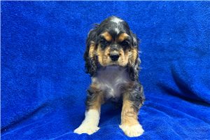Mason - Cocker Spaniel for sale