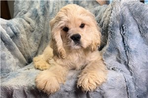 Dixon - Cocker Spaniel for sale
